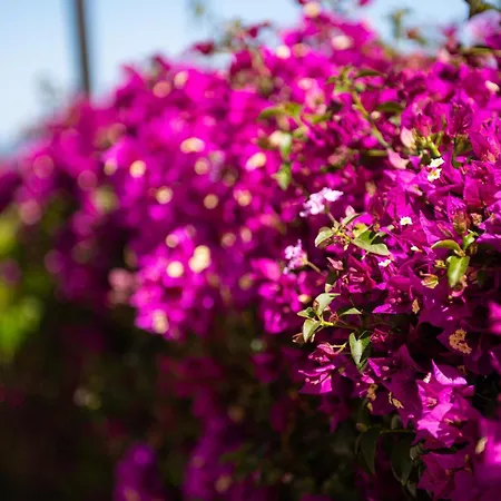 Birgit Villa Monte Nai