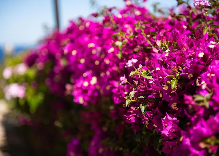 Birgit 别墅 蒙特奈